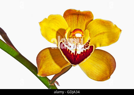 Studio shot singolo isolato giallo e magenta cymbidium orchid fiore sul gambo verde su bianco Foto Stock