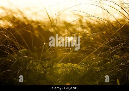 Golden. La luce del mattino risplende attraverso la vegetazione sul mare nella spiaggia di South Beach a Miami Foto Stock
