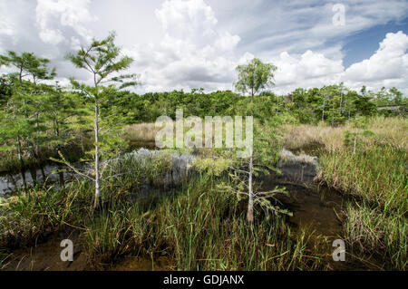 Vedute panoramiche del parco nazionale delle Everglades, Florida Foto Stock