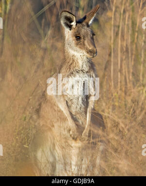Giovani orientale canguro grigio Macropus giganteus con gli occhi luccicanti e espressione di avviso tra alte erbe secche nel selvaggio in outback Australia Foto Stock