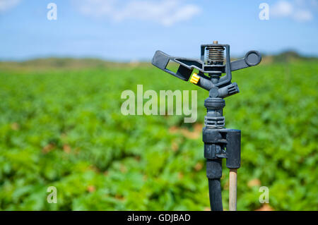 Spruzzatore in un campo di patate Foto Stock