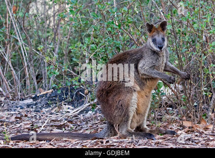 Swamp wallaby, Wallabia bicolor, con spesse marrone rossiccio e pelliccia, fissando la telecamera, nella foresta in Mount Kaputar National Park NSW Foto Stock