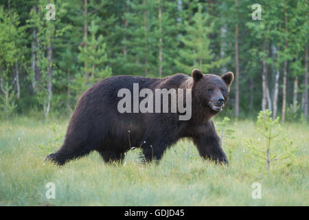 Un maschio europeo di orso bruno. Foto Stock