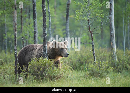 Un maschio di orso bruno (Ursus arctos) emerge dalla foresta. Fotografato sul confine russo in Finlandia. Foto Stock
