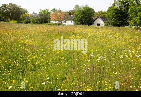 Fiori di campo su Mellis comune la più grande area di unfenced medievale terra comune in Inghilterra, Mellis, Suffolk, Inghilterra, Regno Unito Foto Stock