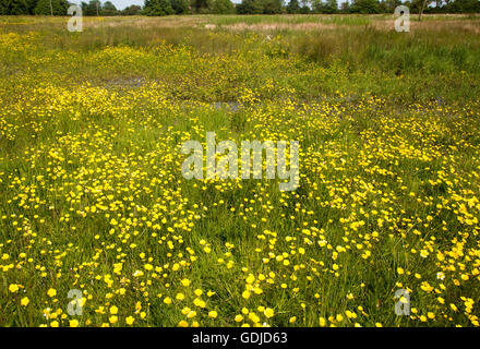 Fiori di campo su Mellis comune la più grande area di unfenced medievale terra comune in Inghilterra, Mellis, Suffolk, Inghilterra, Regno Unito Foto Stock