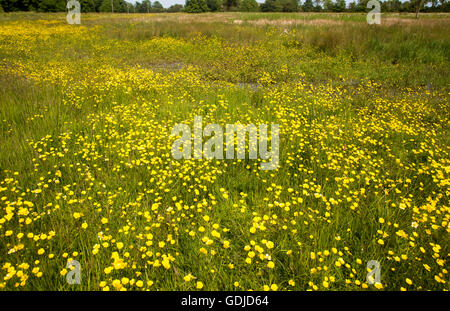 Fiori di campo su Mellis comune la più grande area di unfenced medievale terra comune in Inghilterra, Mellis, Suffolk, Inghilterra, Regno Unito Foto Stock