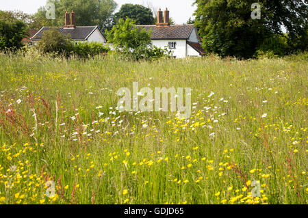 Fiori di campo su Mellis comune la più grande area di unfenced medievale terra comune in Inghilterra, Mellis, Suffolk, Inghilterra, Regno Unito Foto Stock