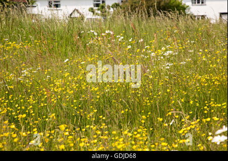 Fiori di campo su Mellis comune la più grande area di unfenced medievale terra comune in Inghilterra, Mellis, Suffolk, Inghilterra, Regno Unito Foto Stock