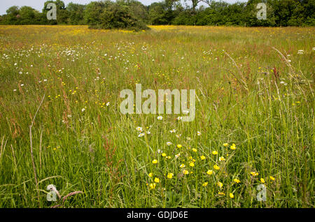 Fiori di campo su Mellis comune la più grande area di unfenced medievale terra comune in Inghilterra, Mellis, Suffolk, Inghilterra, Regno Unito Foto Stock