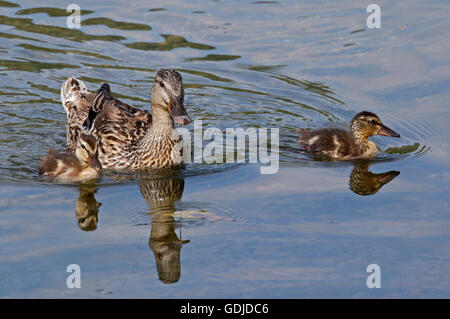 Mallard Duck e papere (Anas platyrhynchos), il lago di Idro, Italia Foto Stock