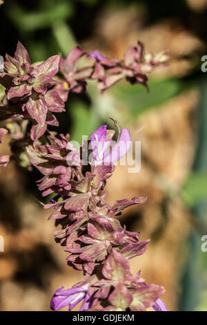 La Salvia canariensis Foto Stock
