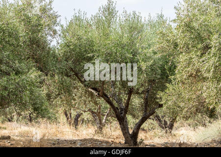 Giardino con alberi di ulivo. Lunga fila di alberi sullo sfondo del cielo. Foto Stock