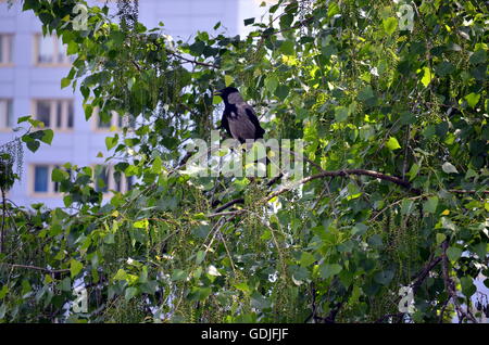 Raven seduto su un albero in una grande città Foto Stock