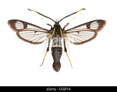 Bianco-sbarrate Clearwing - Synanthedon spheciformis Foto Stock