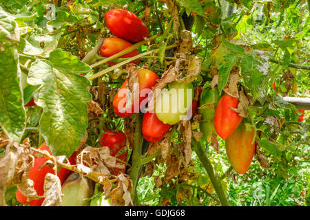 Pomodori San Marzano crescente sulla pianta nel giardino di casa, Spagna. Foto Stock