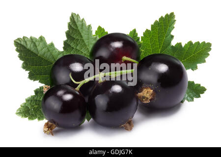 Grappolo di ribes nero (Ribes Nigrum) con foglie. Percorso di clipping, shadow separati, infinita profondità di archiviato Foto Stock