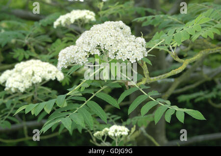 Rowan - Sorbus aucuparia Rosaceae. Foto Stock