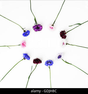 Modello con petali di fiori di campo su sfondo bianco. Vista aerea. Lay piatto. Foto Stock