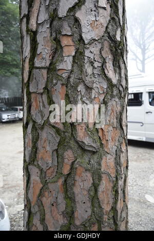 Un primo piano di Pino corteccia dettagliate texture di stelo di legno e lo sfaldamento di albero di pino silvestre corteccia crepe Foto Stock