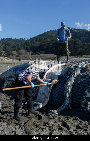 I ricercatori presso la Oregon State University di prelevare campioni da un punto morto balena blu lavato fino sulla spiaggia Nesika, noto come flensing una balena Foto Stock