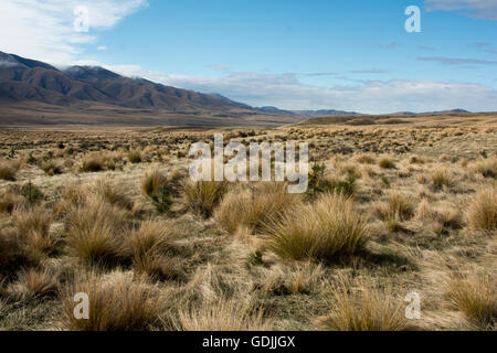 La conservazione Oteake il parco protegge la parte più settentrionale di Central Otago con la sua tussock grass terre in un clima asciutto. Foto Stock