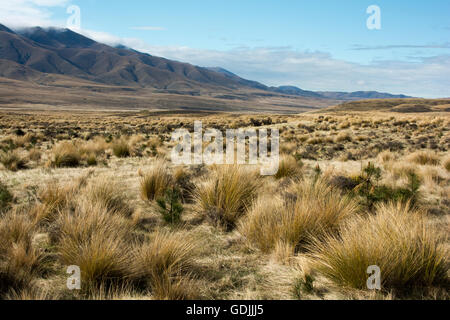 La conservazione Oteake il parco protegge la parte più settentrionale di Central Otago con la sua tussock grass terre in un clima asciutto. Foto Stock