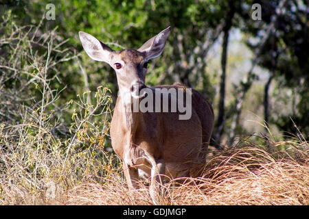White-tailed deer (Odocoileus virginianus) - Santa Clara Ranch, McCook, Texas, Stati Uniti d'America Foto Stock