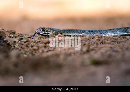 Coachwhip orientale Snake (Masticophis flagello) - Santa Clara Ranch, McCook, Texas, Stati Uniti d'America Foto Stock