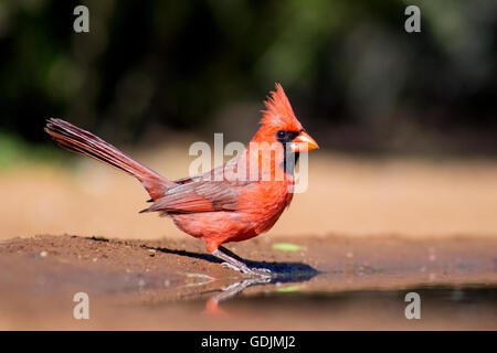 A nord il cardinale (maschio) - Santa Clara Ranch, McCook, Texas, Stati Uniti d'America Foto Stock