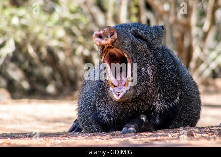 Javelina o a collare PECARI - Santa Clara Ranch; McCook, Texas, Stati Uniti d'America Foto Stock