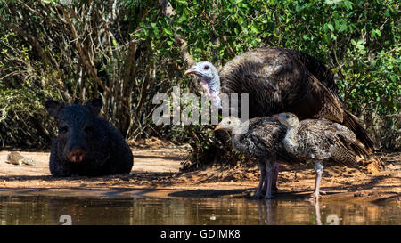 Il tacchino selvatico e Javelina a waterhole - Santa Clara Ranch, McCook, Texas USA Foto Stock