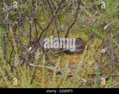 Serpente d'erba (Natrix helvetica) che si stagliava sul muschio nel Berkshire, Inghilterra Foto Stock