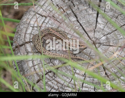 Comune o la lucertola vivipara (Zootoca vivipara) con coda doppia Foto Stock