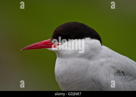 Arctic Tern, Isola di maggio. Questa bella ed elegante di uccello in appoggio su di un palo da recinzione in tra i viaggi di alimentazione di pulcini. Foto Stock