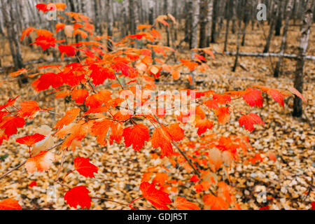 Giovane Acero cresce nel boschetto di betulle. Acero con foglie rosse su uno sfondo di terreno disseminato di foglie di giallo in Autu Foto Stock