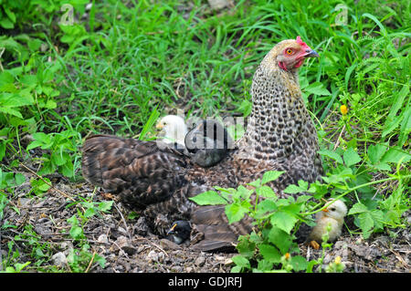 Pollo di giovani in appoggio su una gallina indietro Foto Stock