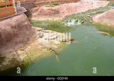 Crocopark in Marocco. Un albergo di nuova apertura a casa per i coccodrilli nella città di Agadir. Un'attrazione turistica in Marocco, il primo in Marocco e uno dei più belli dell'africano continente del contenuto. Foto Stock