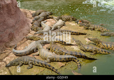 Crocopark in Marocco. Un albergo di nuova apertura a casa per i coccodrilli nella città di Agadir. Un'attrazione turistica in Marocco, il primo in Marocco e uno dei più belli dell'africano continente del contenuto. Foto Stock