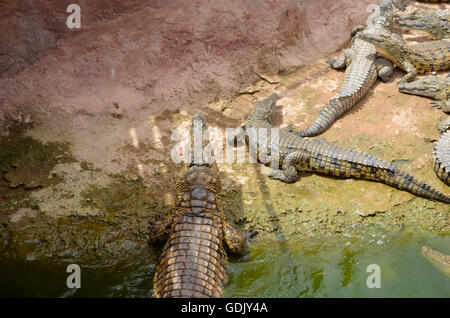 Crocopark in Marocco. Un albergo di nuova apertura a casa per i coccodrilli nella città di Agadir. Un'attrazione turistica in Marocco, il primo in Marocco e uno dei più belli dell'africano continente del contenuto. Foto Stock