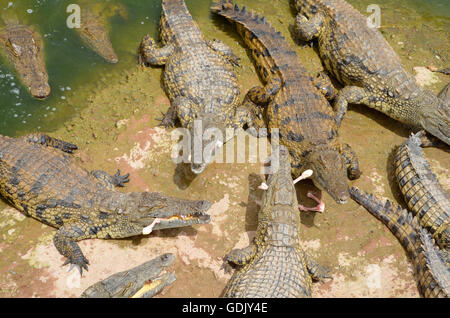 Crocopark in Marocco. Un albergo di nuova apertura a casa per i coccodrilli nella città di Agadir. Un'attrazione turistica in Marocco, il primo in Marocco e uno dei più belli dell'africano continente del contenuto. Foto Stock