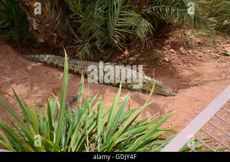 Crocopark in Marocco. Un albergo di nuova apertura a casa per i coccodrilli nella città di Agadir. Un'attrazione turistica in Marocco, il primo in Marocco e uno dei più belli dell'africano continente del contenuto. Foto Stock