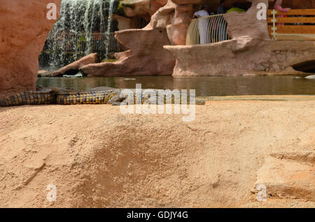 Crocopark in Marocco. Un albergo di nuova apertura a casa per i coccodrilli nella città di Agadir. Un'attrazione turistica in Marocco, il primo in Marocco e uno dei più belli dell'africano continente del contenuto. Foto Stock