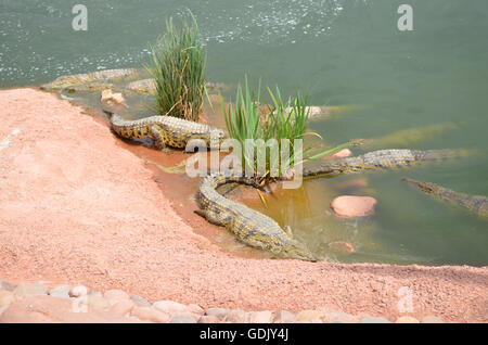 Crocopark in Marocco. Un albergo di nuova apertura a casa per i coccodrilli nella città di Agadir. Un'attrazione turistica in Marocco, il primo in Marocco e uno dei più belli dell'africano continente del contenuto. Foto Stock