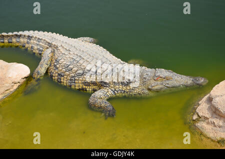 Crocopark in Marocco. Un albergo di nuova apertura a casa per i coccodrilli nella città di Agadir. Un'attrazione turistica in Marocco, il primo in Marocco e uno dei più belli dell'africano continente del contenuto. Foto Stock