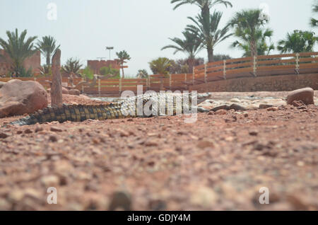 Crocopark in Marocco. Un albergo di nuova apertura a casa per i coccodrilli nella città di Agadir. Un'attrazione turistica in Marocco, il primo in Marocco e uno dei più belli dell'africano continente del contenuto. Foto Stock