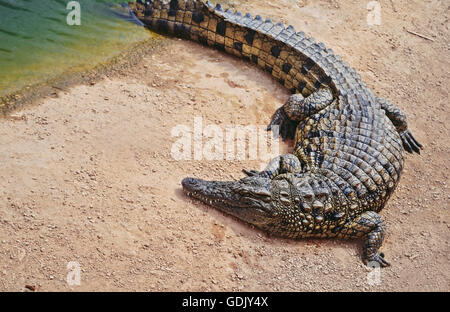 Crocopark in Marocco. Un albergo di nuova apertura a casa per i coccodrilli nella città di Agadir. Un'attrazione turistica in Marocco, il primo in Marocco e uno dei più belli dell'africano continente del contenuto. Foto Stock