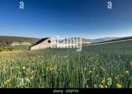 Un tradizionale prati da fieno e fienile, inizio estate, in Yorkshire Dales National Park, England, Regno Unito Foto Stock