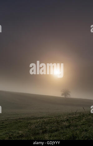 Bruciature di sole attraverso la mattina presto la nebbia per rivelare lone tree in piedi in campo in Malhamdale nel Yorkshire Dales National Park Foto Stock