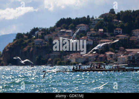 Flock of Seagulls volando a bassa quota sopra l'acqua verso un isola. Orario estivo, bella riflessione di acqua Foto Stock